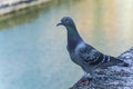 Paris pigeon. Paris, France.