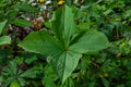 Paris quadrifolia in bloom. It is commonly known as herb Paris or true lover\'s knot