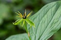 Paris quadrifolia in bloom. It is commonly known as herb Paris or true lover\'s knot