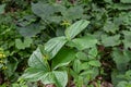 Paris quadrifolia in bloom. It is commonly known as herb Paris or true lover\'s knot