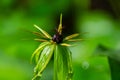Paris quadrifolia in bloom. It is commonly known as herb Paris or true lover\'s knot