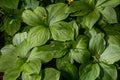 Paris quadrifolia in bloom. It is commonly known as herb Paris or true lover\'s knot