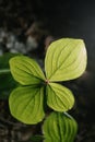 Paris quadrifolia close-up. A perfect plant sample.