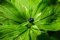 Paris quadrifolia, Herb Paris. Wild plant shot in summer