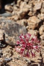 Allium Parishii Bloom - Cottonwood Mtns - 042623