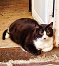 Parisian black cat laying down on the floor