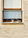 Parisian cat lays down on the window Royalty Free Stock Photo