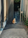 Parisian cat, Mammal, Pets, animal