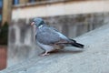 Parisinian pigeon, Paris city avian