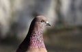 Parisinian pigeon, Paris city avian. Peace dove in the streets of the famous French City. Royalty Free Stock Photo