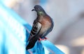 Parisinian pigeon, Paris city avian. Peace dove in the streets of the famous French City. Royalty Free Stock Photo