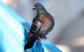 Parisinian pigeon, Paris city avian. Peace dove in the streets of the famous French City. Royalty Free Stock Photo