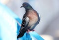 Parisinian pigeon, Paris city avian. Peace dove in the streets of the famous French City. Royalty Free Stock Photo