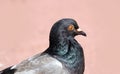 Parisinian pigeon, Paris city avian. Peace dove in the streets of the famous French City.