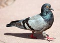 Parisinian pigeon, Paris city avian. Peace dove in the streets of the famous French City. Royalty Free Stock Photo