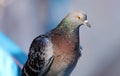 Parisinian pigeon, Paris city avian. Peace dove in the streets of the famous French City.