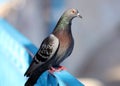 Parisinian pigeon, Paris city avian. Peace dove in the streets of the famous French City. Royalty Free Stock Photo