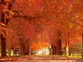 Park alley in autumn Royalty Free Stock Photo