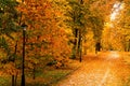 Park alley with bright yellow leaves. Autumn city decor.Close-up Royalty Free Stock Photo