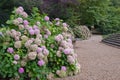 Park alley with hydrangeas