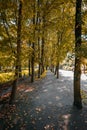 Park alley surrounded by autumn trees. Yellow leaves lying on the pavement. Decorative, high grass behind the alley. Pink, metal