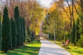 Park alley with thuja columns, paved walkway and wooden benches