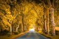 Park alley with trees in autumn colours Royalty Free Stock Photo