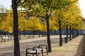 Park alley with trees with yellow leaves in autumn Royalty Free Stock Photo