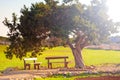 Park alley with wooden bench and old olive tree Royalty Free Stock Photo