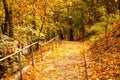 Park alley with yellow leaves. Autumn city decor or autumn mood Royalty Free Stock Photo