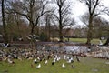 Park in Amsterdam with animals. Royalty Free Stock Photo