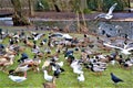 Park in Amsterdam with animals. Royalty Free Stock Photo