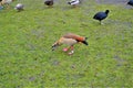 Park in Amsterdam with animals. Royalty Free Stock Photo