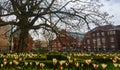 A park in Amsterdam during spring