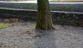 park area under old trees in bavaria. a beer hall under chestnut trees