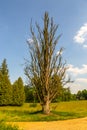 Park around the Goluchow castle, Great Poland Royalty Free Stock Photo