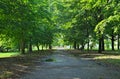 Park asphalt pathway surrounded with trees, summer time