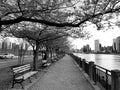 Park in astoria queens newyork along the east river with a view roosevelt island Royalty Free Stock Photo