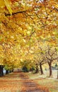 Park in autumn Royalty Free Stock Photo