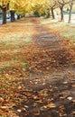 Park in autumn Royalty Free Stock Photo