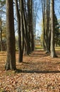 Park in autumn Royalty Free Stock Photo