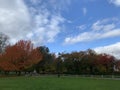 Park autumn cloud red leaves tree green fields Royalty Free Stock Photo