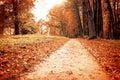 Park in autumn with fallen leaves - autumnal colorful landscape Royalty Free Stock Photo
