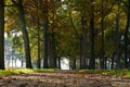 Park in the autumn season. Trees in the forest with autumn colors.