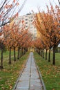 Path between the autumn trees and leaves leading to a housing block