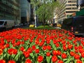 Park Avenue flowers in NYC