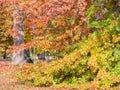 Park of Bad Homburg in autumn Royalty Free Stock Photo