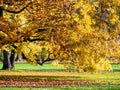 Park of Bad Homburg in autumn Royalty Free Stock Photo