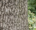 In the park - the bark. Royalty Free Stock Photo
