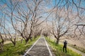 Park with beautiful blooming of cherry trees and people Royalty Free Stock Photo